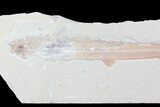 Cretaceous Fossil Shark (Pararhinchodon) - Lebanon #70485-1